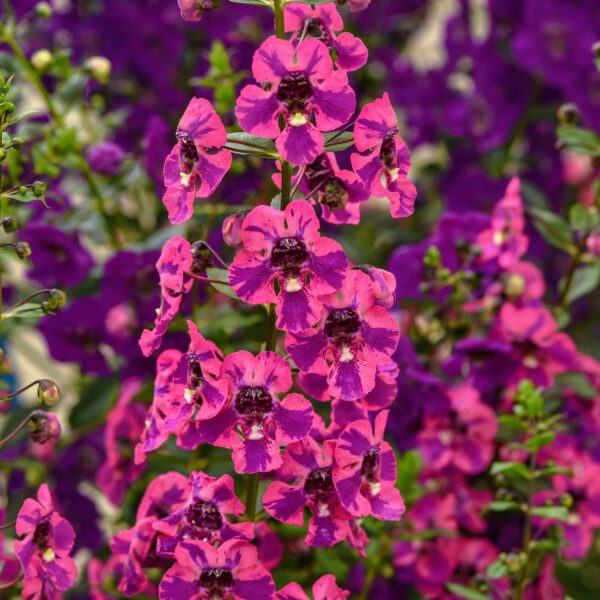 Guardian Angel™ Berry Sparkler Angelonia