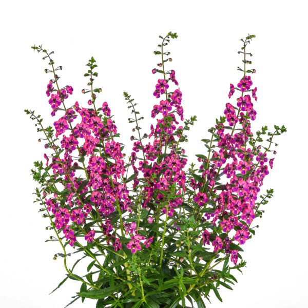 Guardian Angel™ Berry Sparkler Angelonia