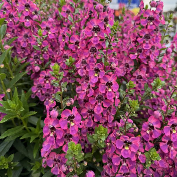 Guardian Angel™ Berry Sparkler Angelonia