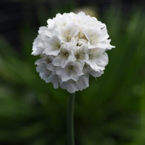 Dreameria® 'Dream Cloud' Armeria