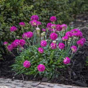 Dreameria® 'Dream Weaver' Armeria