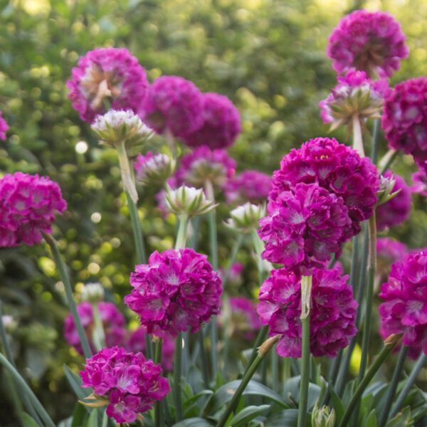 Dreameria® 'Dream Weaver' Armeria