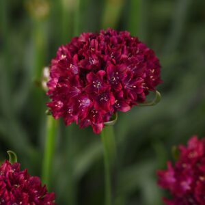Dreameria® 'Hypnotic Dreams' Armeria