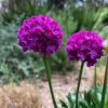 DREAMERIA® 'Vivid Dreams' Armeria - Image 3