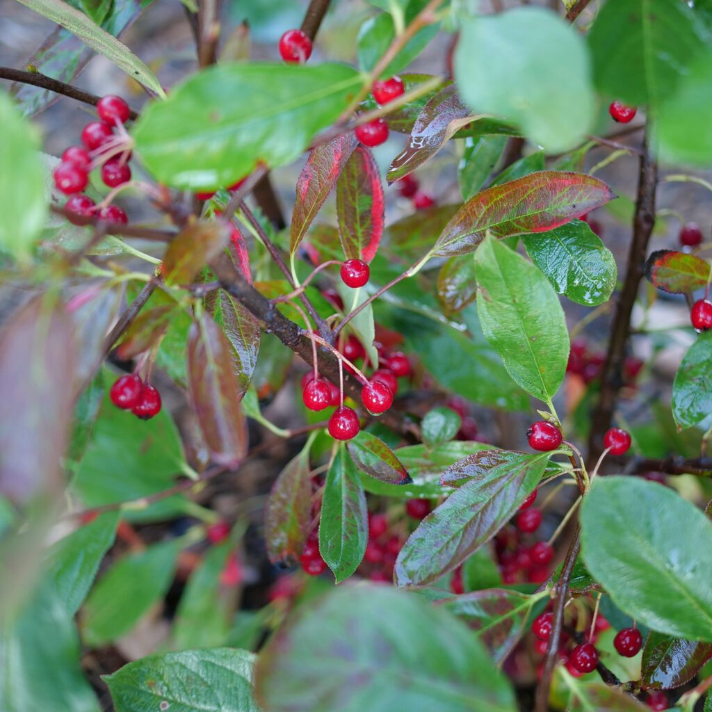 Berry Scape™ Aronia