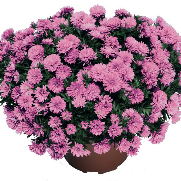 Aster 'Henry I Pink' - Image 2