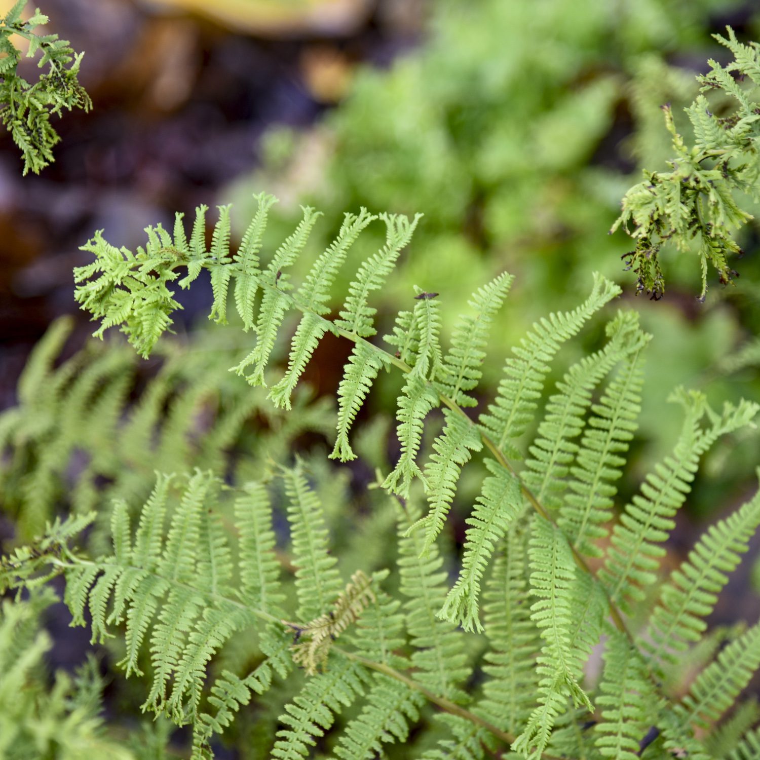 Athyrium 'Fronds Forever'