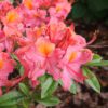 SWEET REWARD™ Coral Rhododendron