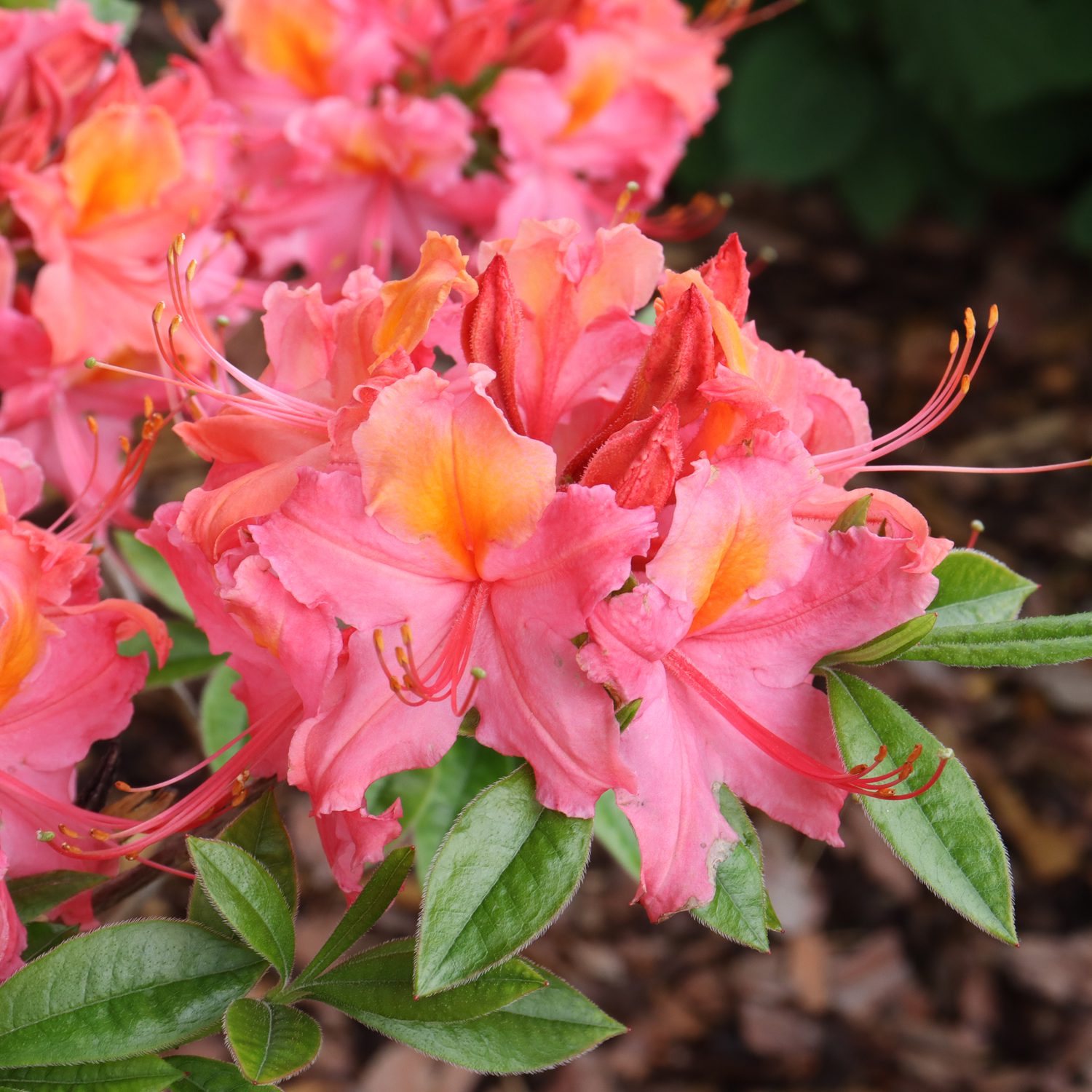 SWEET REWARD™ Coral Rhododendron