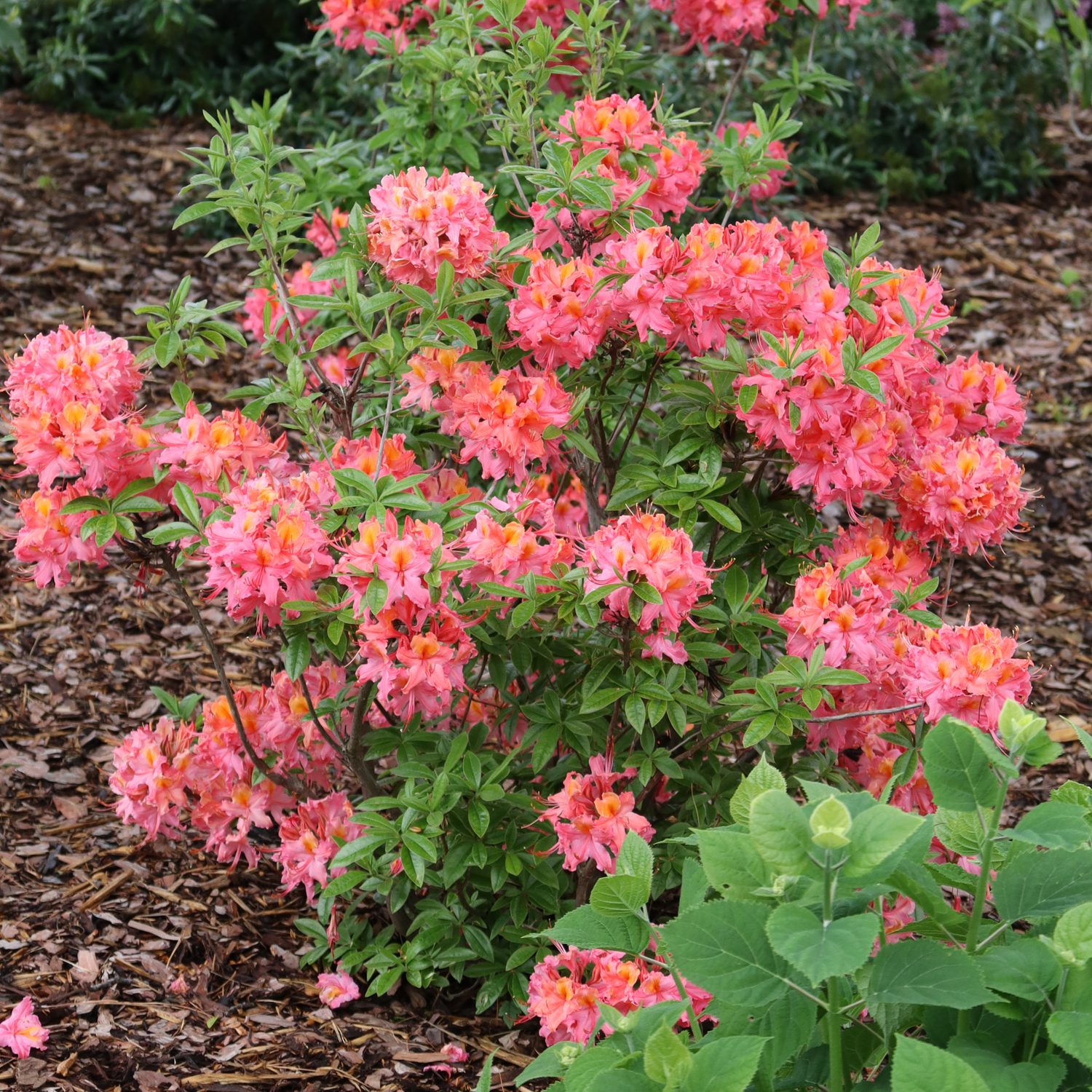 SWEET REWARD™ Coral Rhododendron
