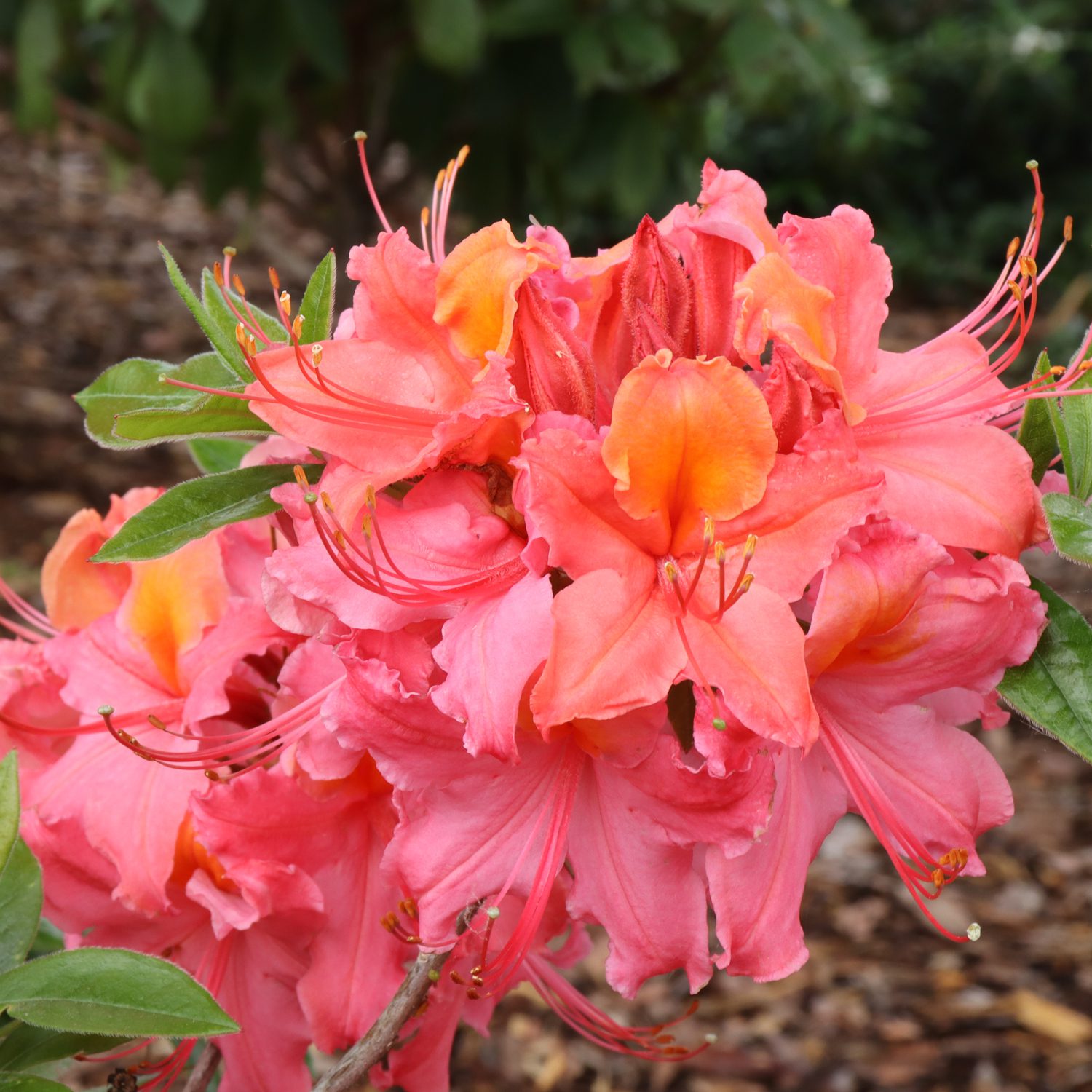 SWEET REWARD™ Coral Rhododendron