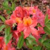 SWEET REWARD™ Coral Rhododendron