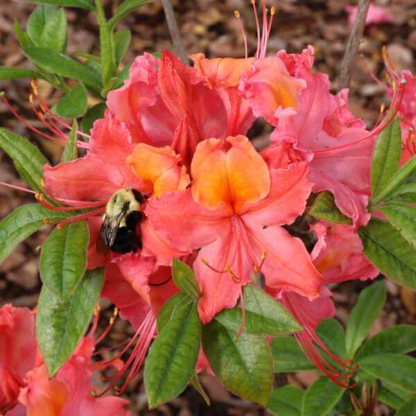 Sweet Reward™ Coral Rhododendron - Image 5