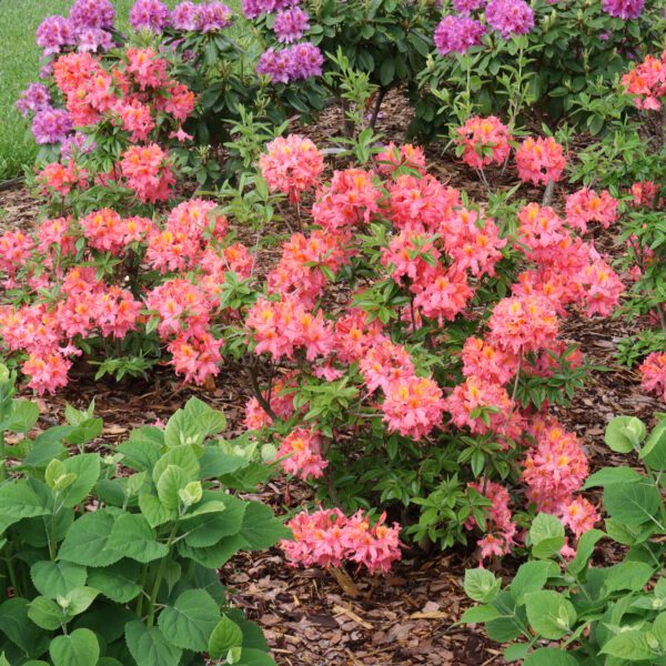 Sweet Reward™ Coral Rhododendron - Image 6