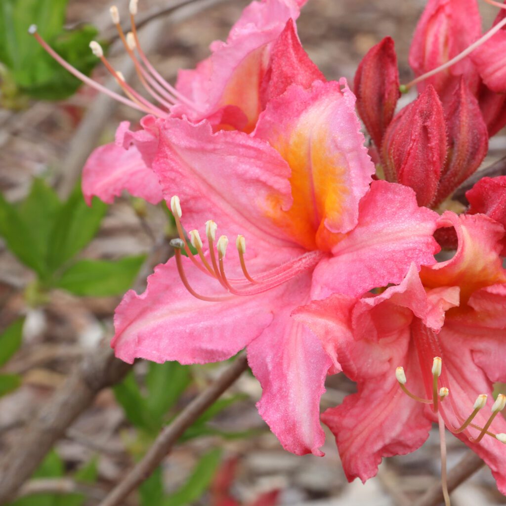 SWEET REWARD™ Pink Rhododendron