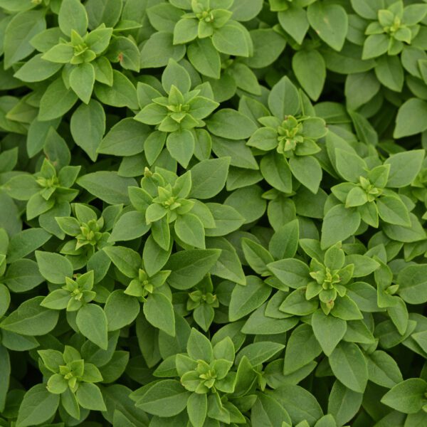 Kitchen Minis™ 'Mini Bonsai' Basil