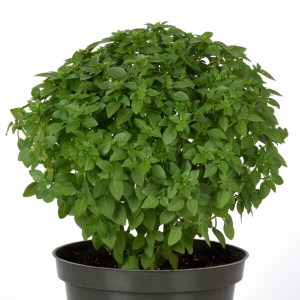 Kitchen Minis™ 'Mini Bonsai' Basil