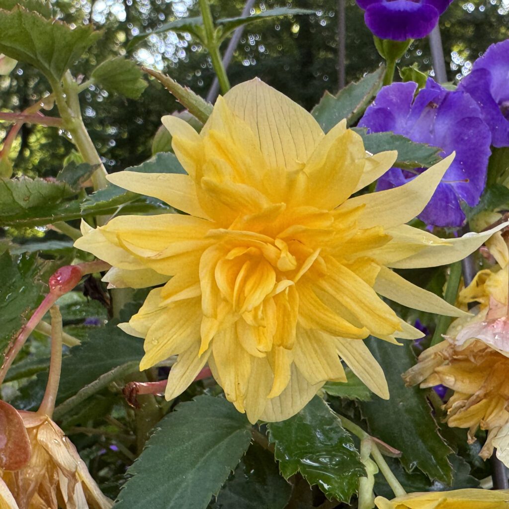 Belleconia™ Mango Begonia