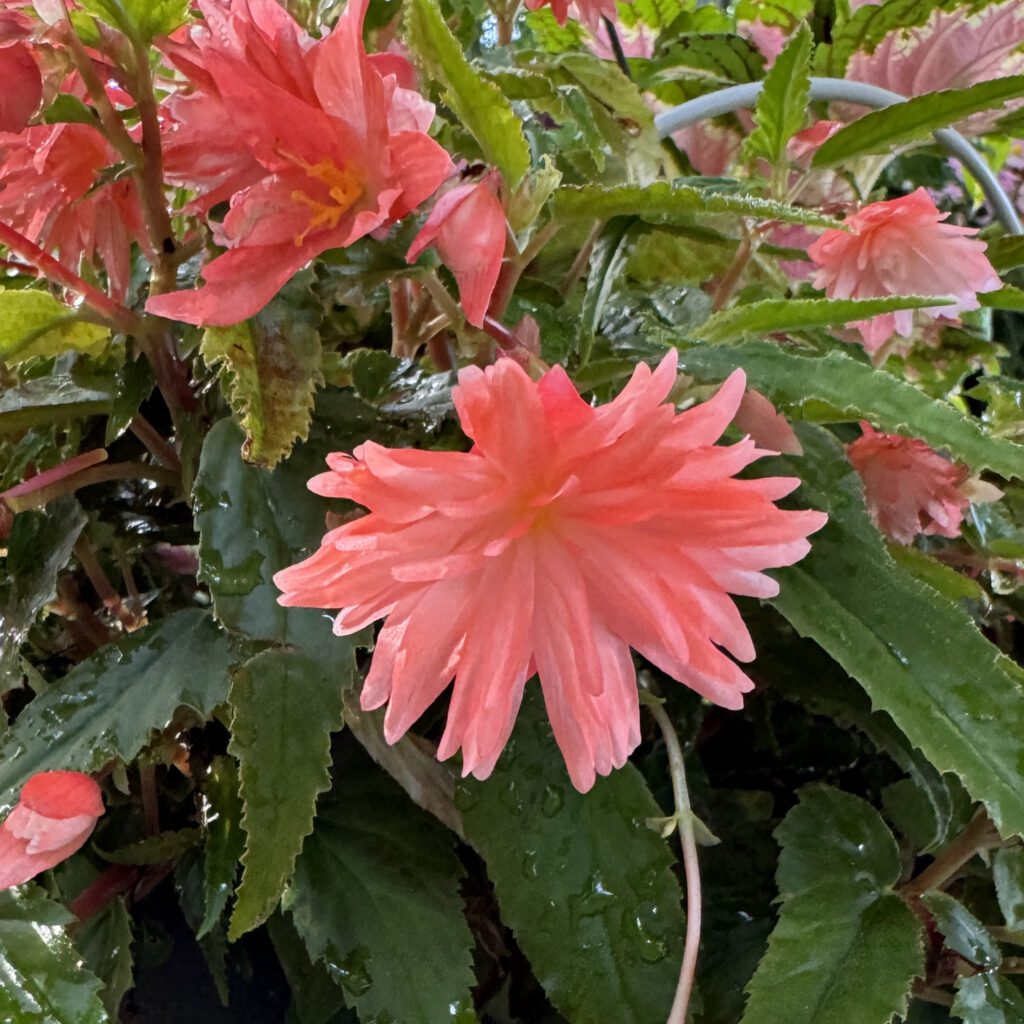 Belleconia™ Salmon Begonia