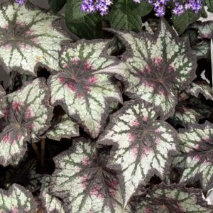 Space Age™ Black Hole™ Begonia