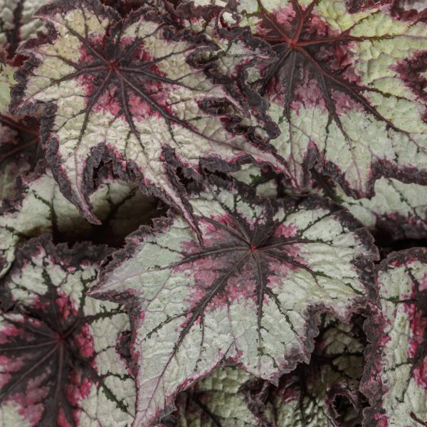 Space Age™ Black Hole™ Begonia