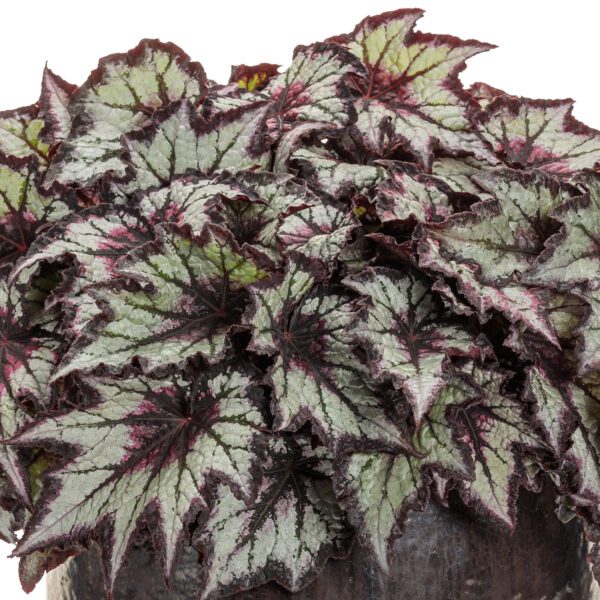 Space Age™ Black Hole™ Begonia