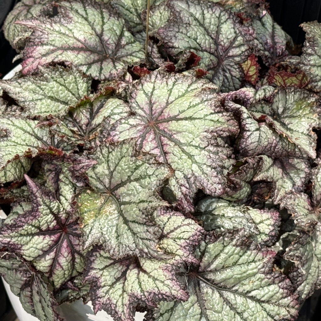 Space Age™ Europa™ Begonia