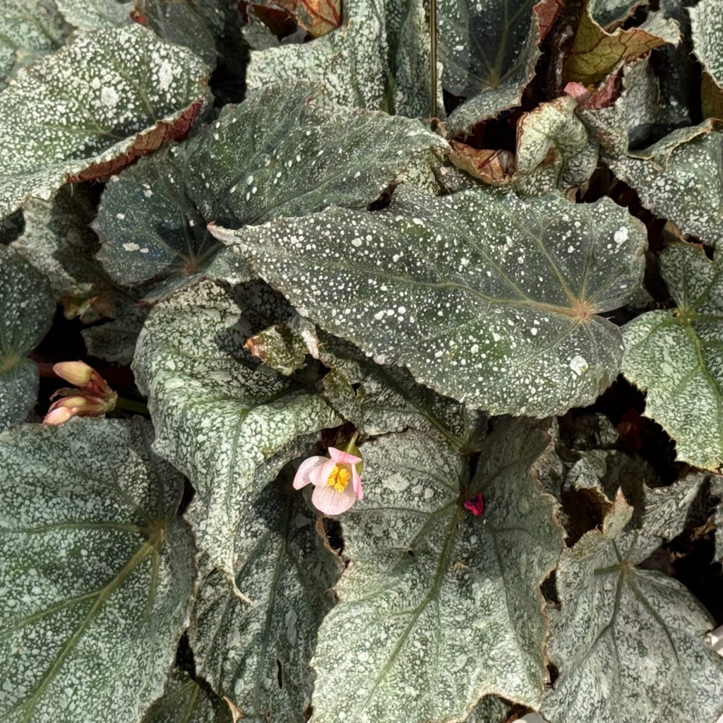 SPACE AGE™ TRITON™ Begonia