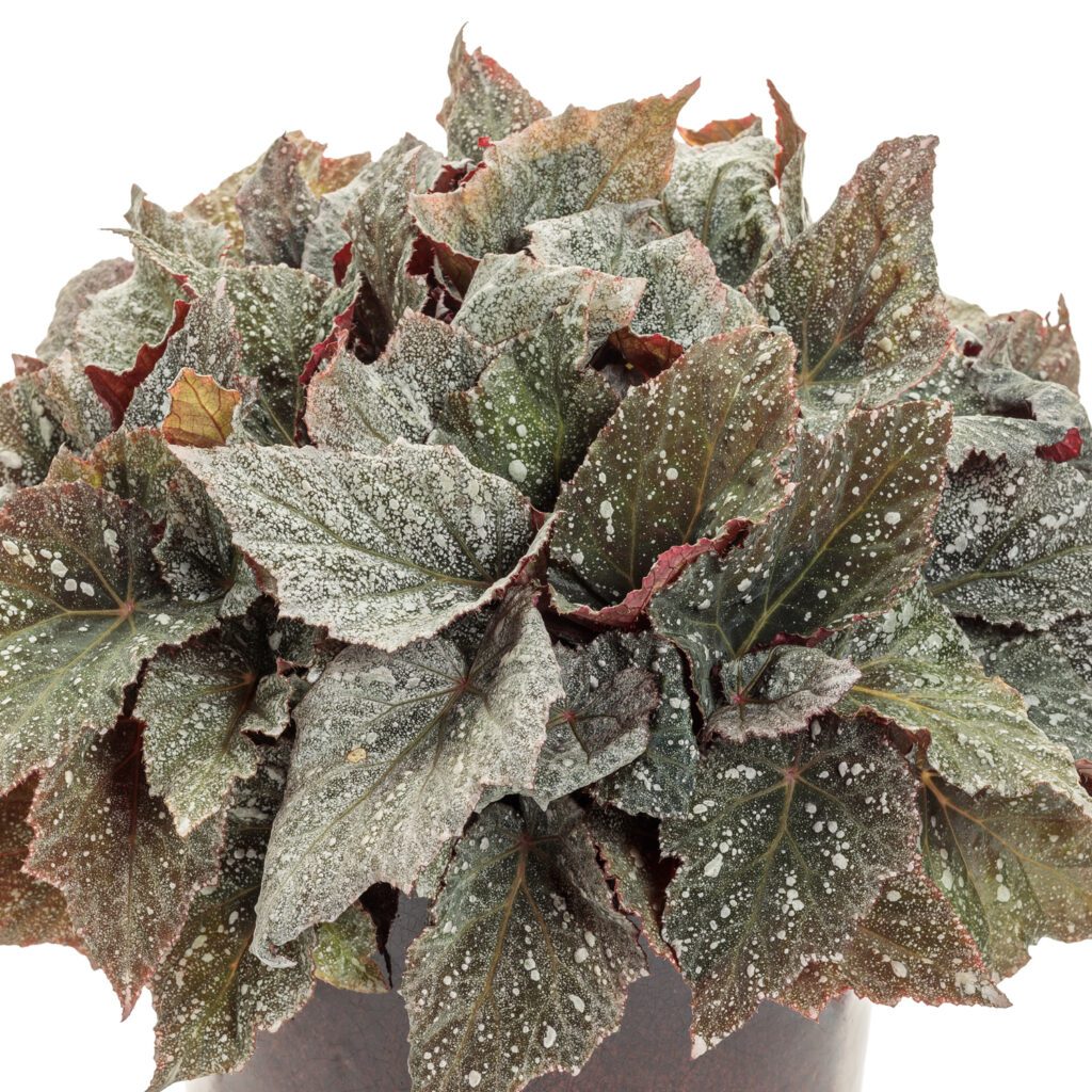 SPACE AGE™ TRITON™ Begonia - Order Online