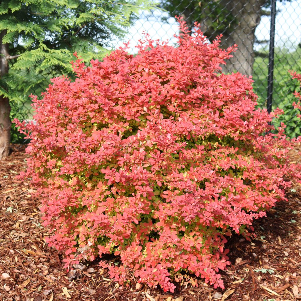 Sunjoy Fast Neo™ Berberis: Vibrant Red Foliage Shrub​
