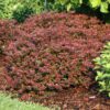 Sunjoy Really Red™ Berberis
