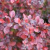 Sunjoy Really Red™ Berberis - Image 2