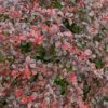 Sunjoy Really Red™ Berberis - Image 3