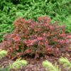 Sunjoy Really Red™ Berberis - Image 4