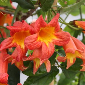 Bignonia - Crossvine
