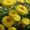 Dreamtime® Jumbo Yellow Bracteantha