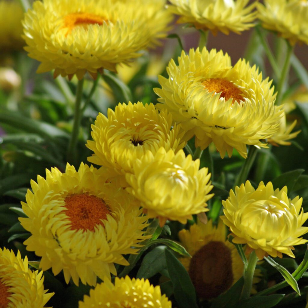 Dreamtime® Jumbo Yellow Bracteantha