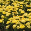 Dreamtime® Jumbo Yellow Bracteantha