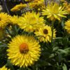 Dreamtime® Jumbo Yellow Bracteantha