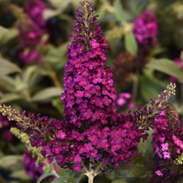 Chrysalis™ Cranberry Buddleia (Butterfly Bush)