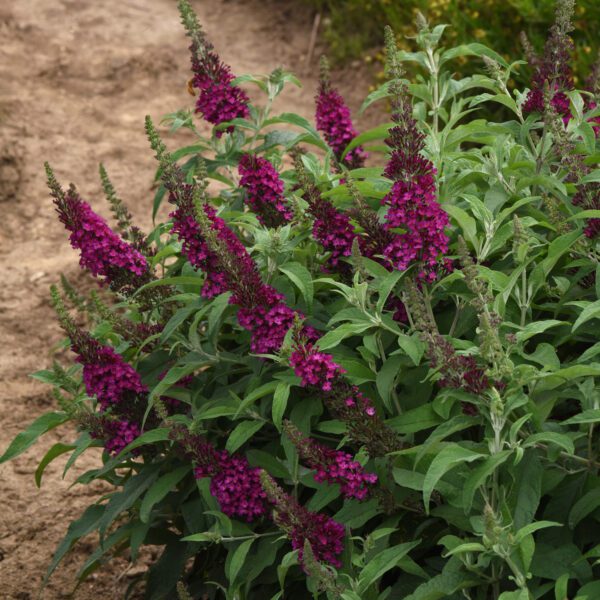Chrysalis™ Cranberry Buddleia (Butterfly Bush)