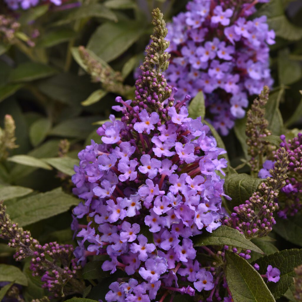 Chrysalis™ Steel Blue Buddleia