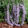 Mop Top™ Buddleia