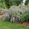 Mop Top™ Buddleia - Image 3