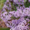 Mop Top™ Buddleia - Image 4