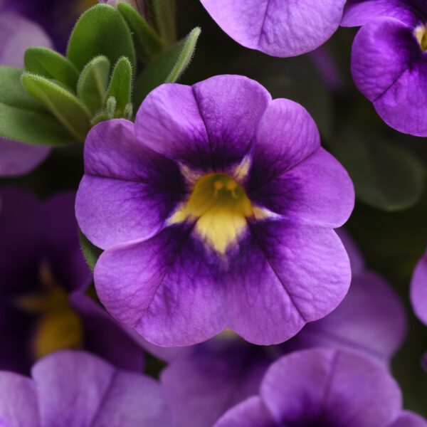 Bumble Bee™ Blue Calibrachoa