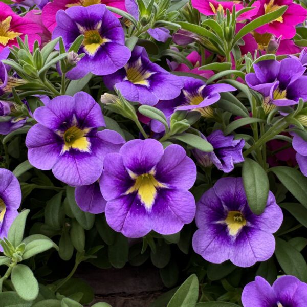 Bumble Bee™ Blue Calibrachoa