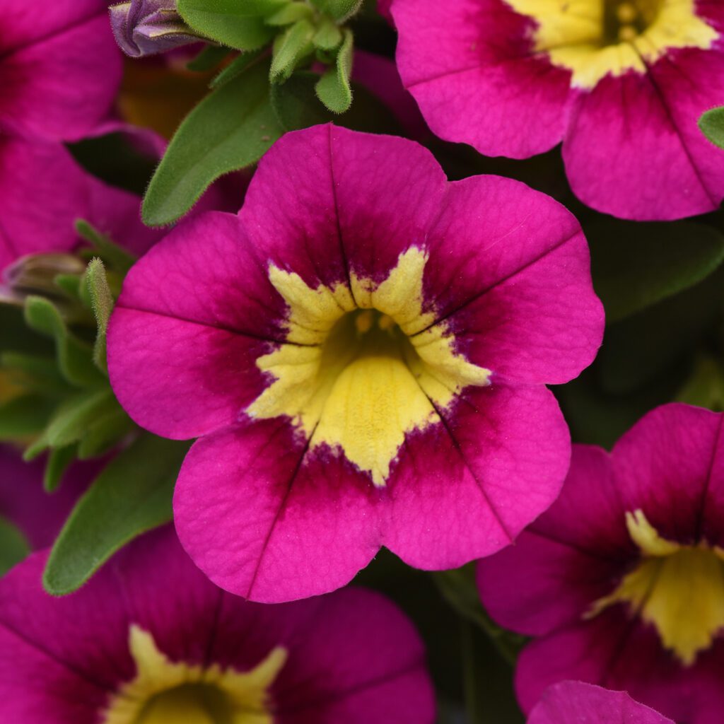 Bumble Bee™ Hot Pink Calibrachoa