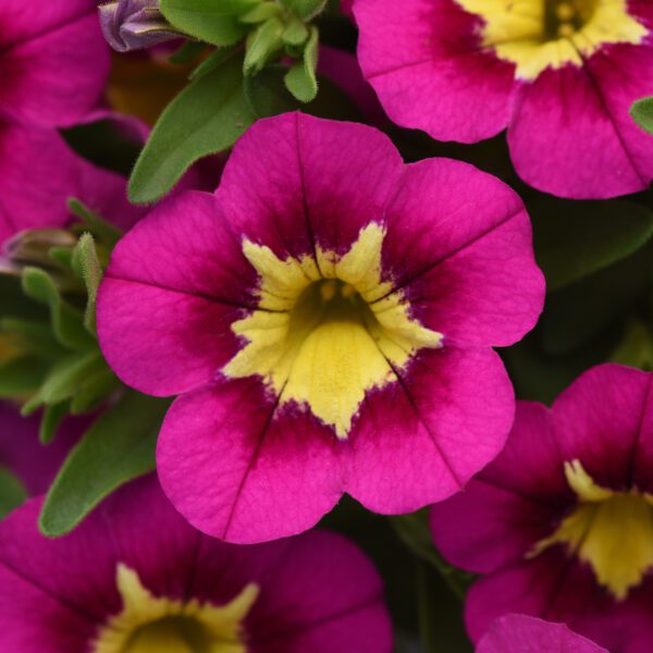 Bumble Bee™ Hot Pink Calibrachoa