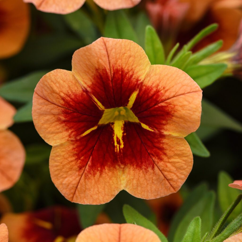 Bumble Bee™ Orange Calibrachoa